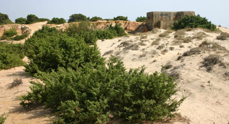 Vegetación en las dunas de la Playa de la Barrosa, Chiclana, Cádiz