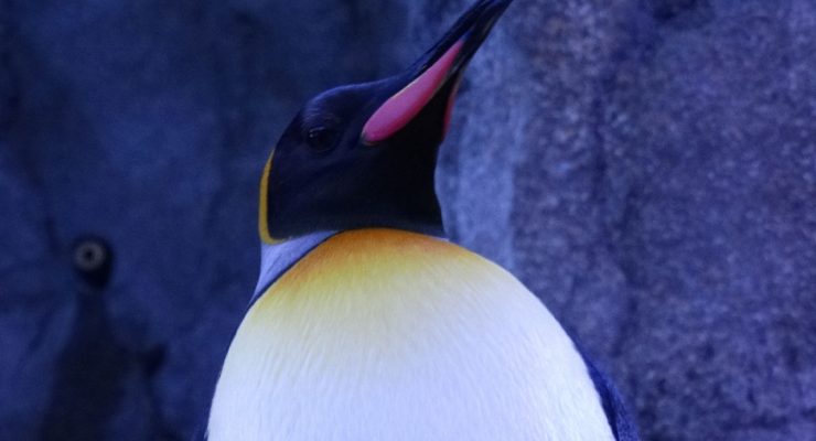 Pingüino, el símbolo del sistema operativo Linux
