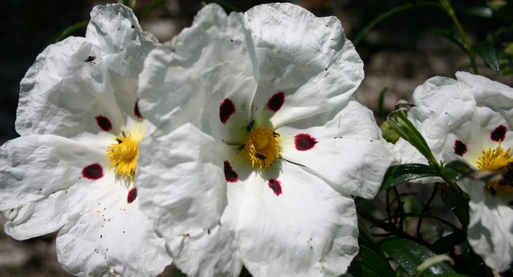 Jara pringosa en el parque de Monfragüe, Extremadura