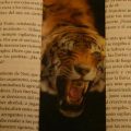 Punto de lectura con Tigre