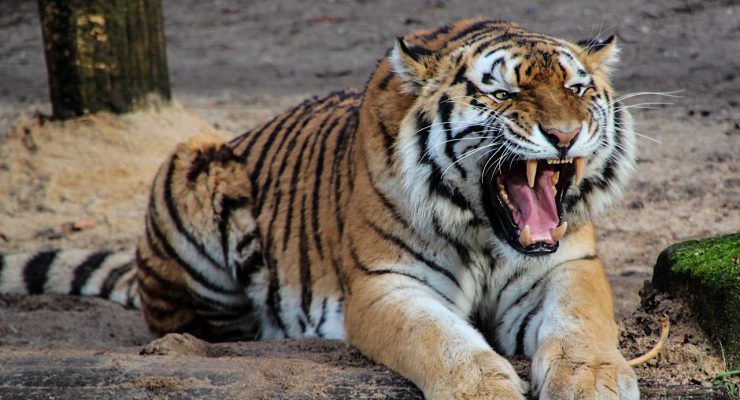 Tigre enfadado