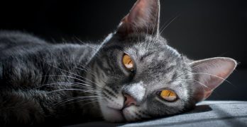 Gato durmiendo