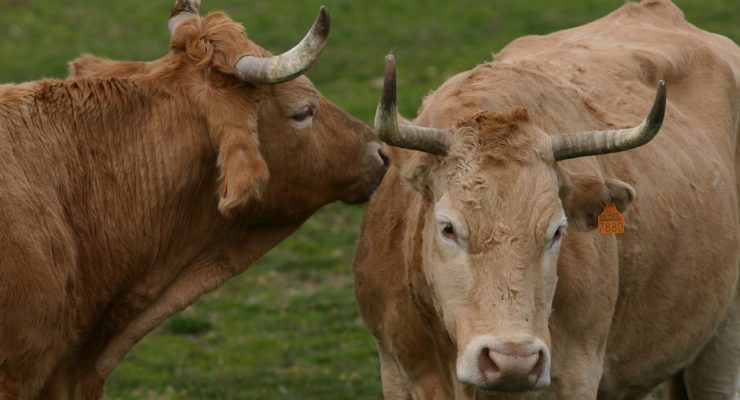 Vacas enamoradas