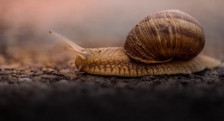 Lento como un caracol