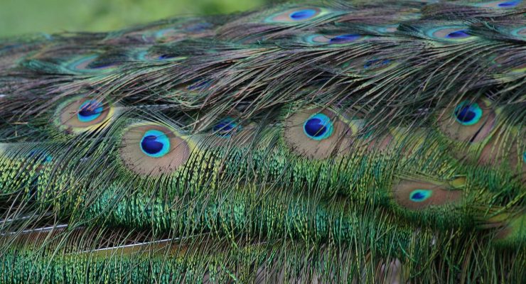 Plumas de pavo real