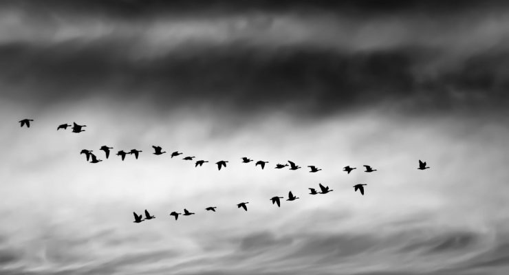 Migración de aves