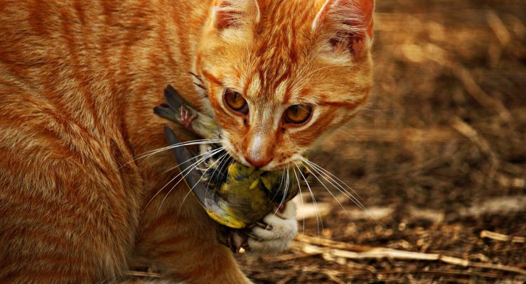 Gato cazador de pájaros