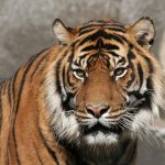 Siberian Tiger (M Kuhn, Flickr)