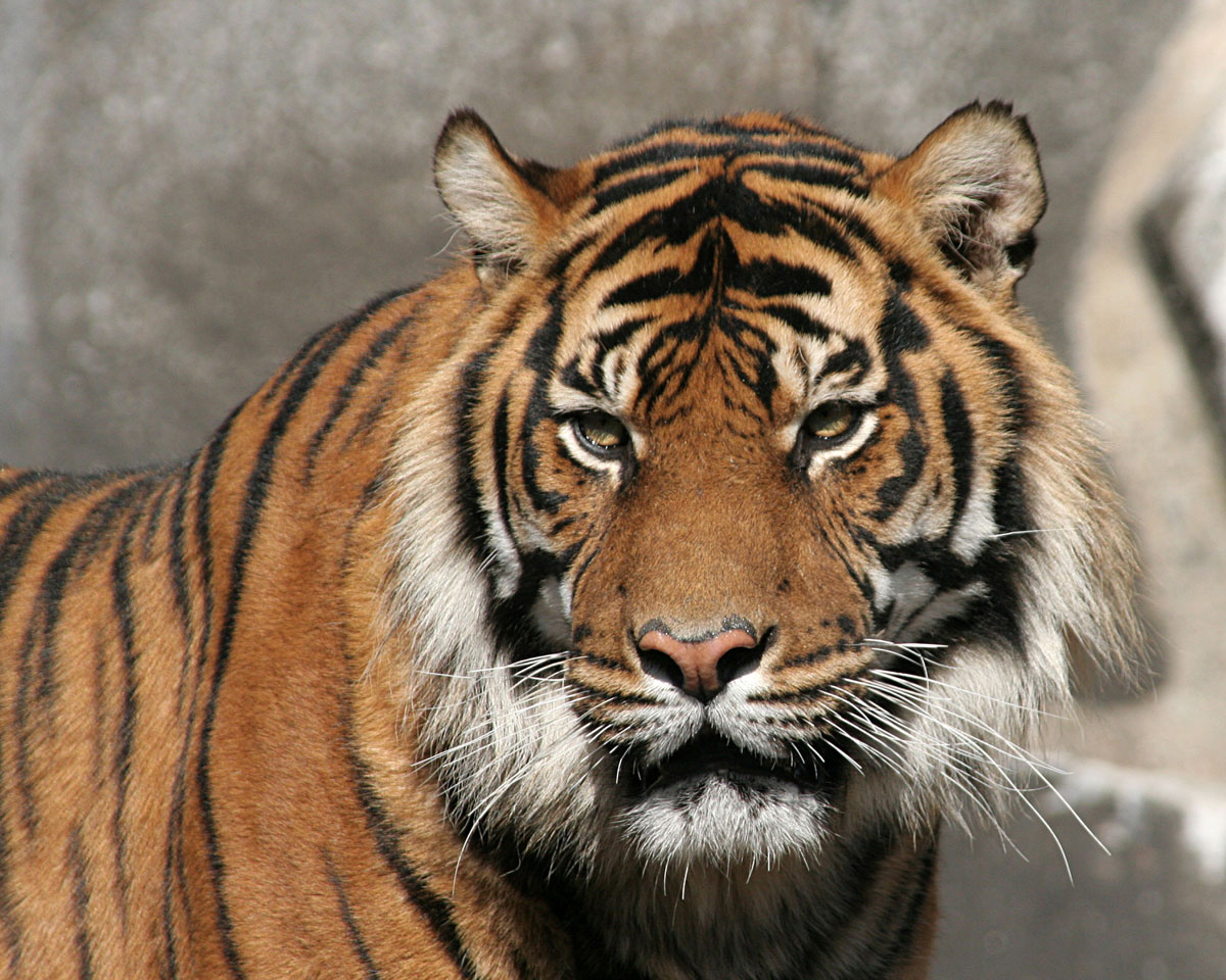 Fotos de Flickr con licencia CC - La Bitácora del Tigre