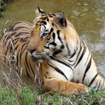 Tigre en el Parque Nacional Kanha