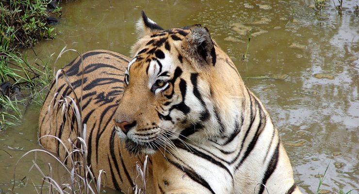 Tigre en el Parque Nacional Kanha