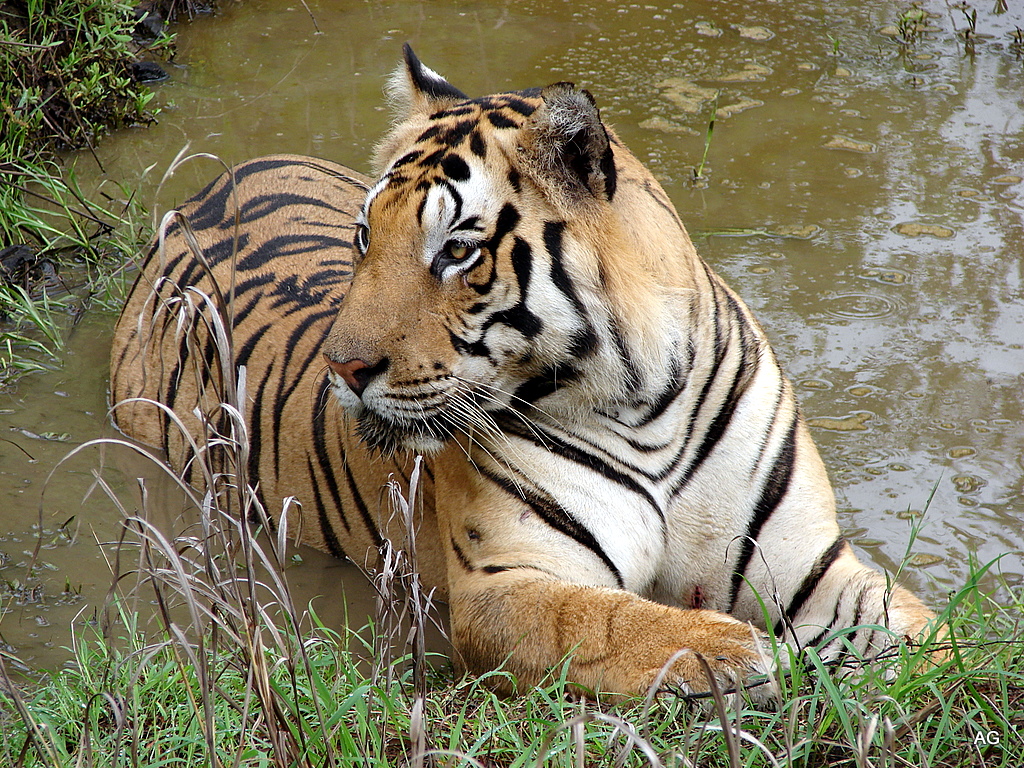 Tigre en el Parque Nacional Kanha