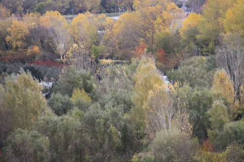 Los sotos del río Arga 1