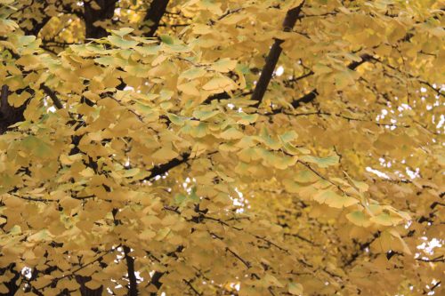 Hojas de un gingko biloba