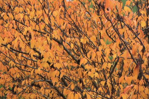 Colores del otoño en la Taconera 1