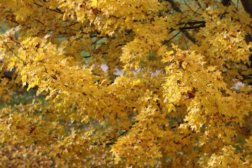 Colores del otoño en la Taconera 2