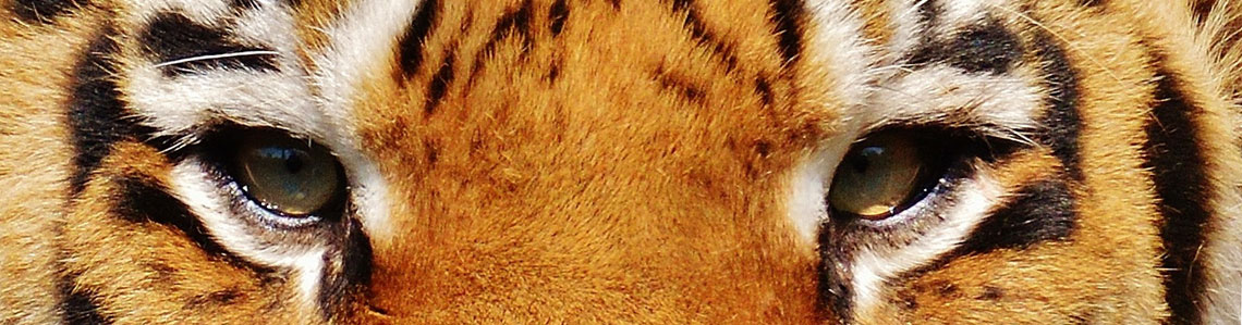Ojos de tigre