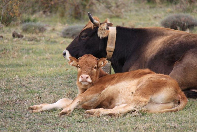 Una ternera y una vaca, en un pastizal cercano a Luesia