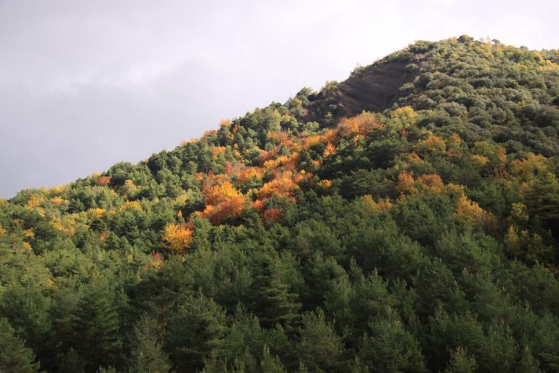 Otra vez el bosque otoñal, iluminado por el sol