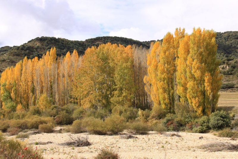 Chopera en el cauce del río Arba de Luesia