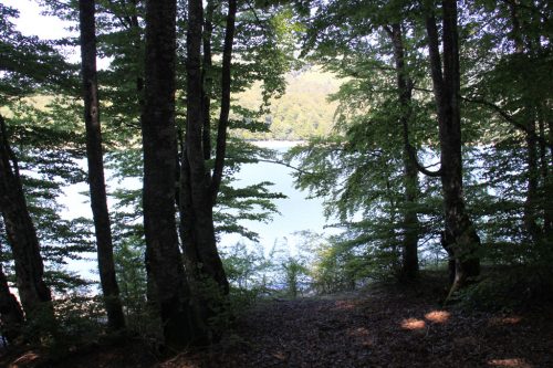 Hayas en contraluz, y al fondo el embalse de Irabia