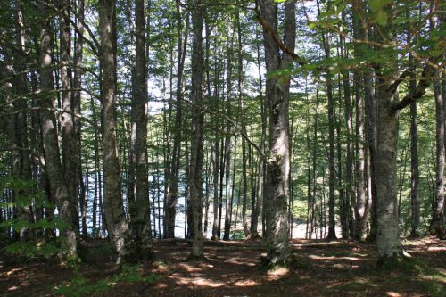 Sombras y luces en el bosque de hayas