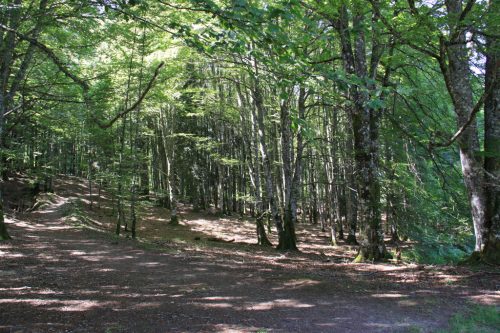 Caminos sombreados en el bosque de hayas