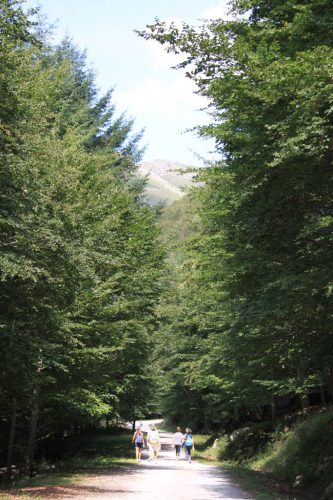 También hay caminos soleados en la selva del Irati