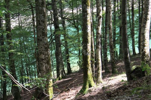 Colores del bosque y del agua